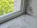 Coin de fenêtre avec moisissure noire et décollement de peinture. Des débris jonchent le rebord. Un rejingot déficient aggrave le problème.