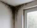 Moisissure noire envahissant le coin d'une pièce, signe d'un **rupture pont thermique** et d'une mauvaise isolation.